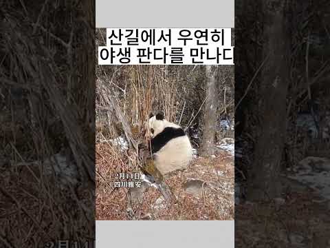 산길에서 우연히 야생 판다를 만나다 #중국 #판다