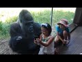 Kid Wants A Selfie With A Gorilla Jelani Louisville's Own