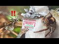 I&#39;m SHOOK!.. COMMUNAL Velvet Spiders &amp; GIANT Jumping Spiders: NERVE-WRACKING UNBOXING