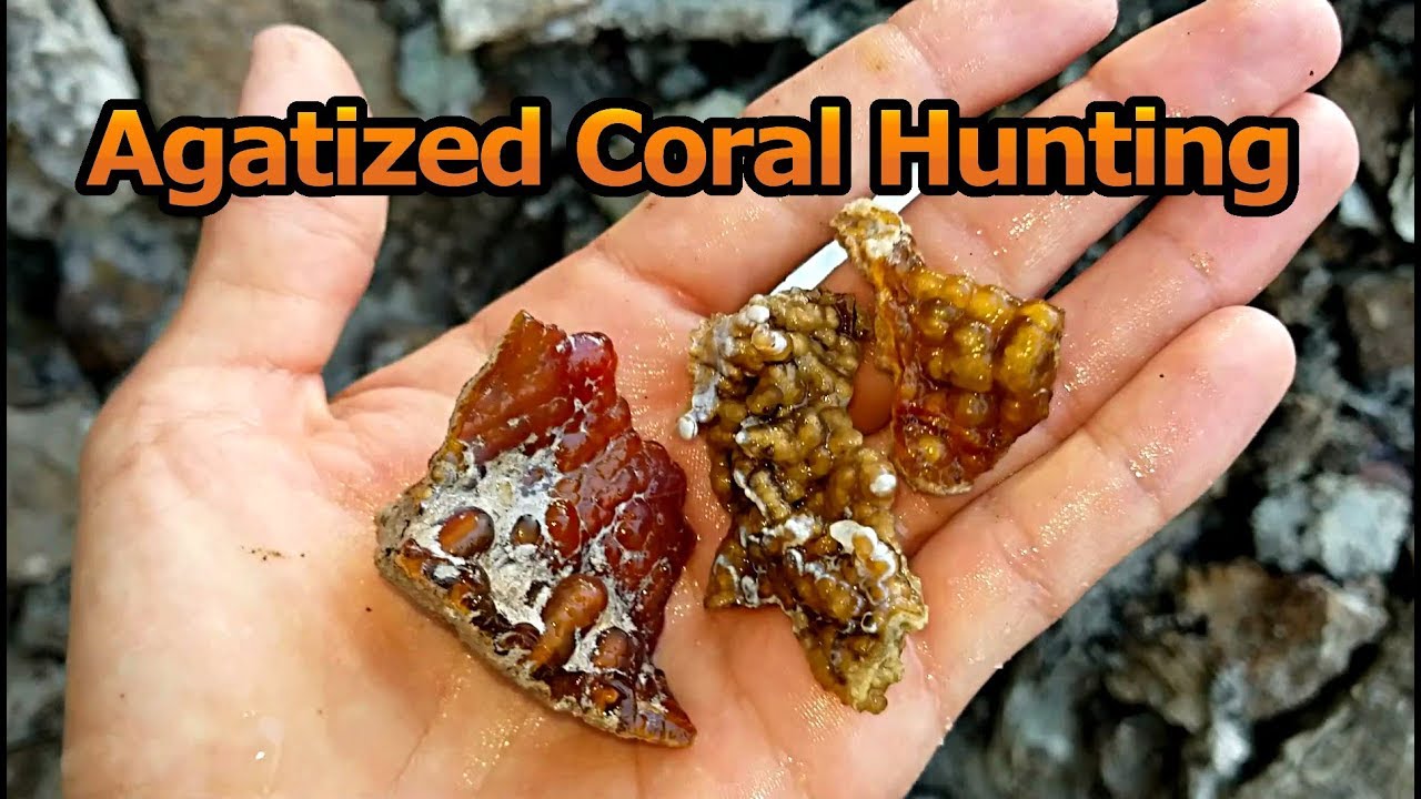 Hunting for Agatized Coral in Georgia - Gem, Mineral and Fossil Collecting  the Florida State Stone - YouTube