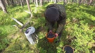 ЧЕРНИКА ТАКОЙ ЯГОДЫ Я ДАВНО НЕ ВИДЕЛ ВСТРЕТИЛ ЛИСЯТ И НАКОРМИЛ ИХ