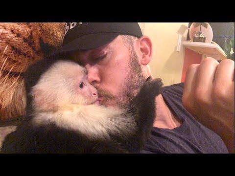 capuchin-monkey-loves-daddy!