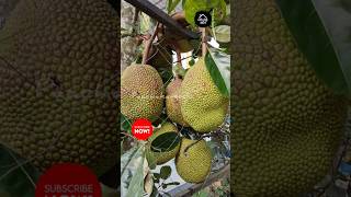 വർഷം മുഴുവൻ ഇത് പോലെ കുല കുത്തി കായ്ക്കുംVietanam super early jackfruit ??