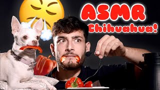 First ASMR of a chihuahua eating veggies??? | Mad Niki & Eviatar Ozeri