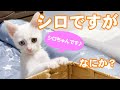 きょうだい猫とワンテンポ遅れるちょっとおとなな子猫がかわいいです/先住猫とゆっくりコミュニケーション #020