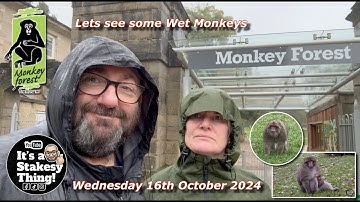 Trentham Monkey Forest, Lets see some Wet Monkeys Wednesday 16th October 2024