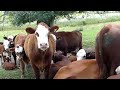 Beginning of video