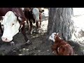 End of video