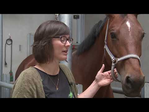 Video: Herpesvirus Bij Paarden