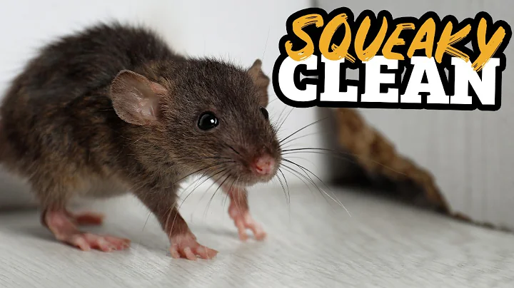 Are You Accidentally Inviting Pests In? | Around Town