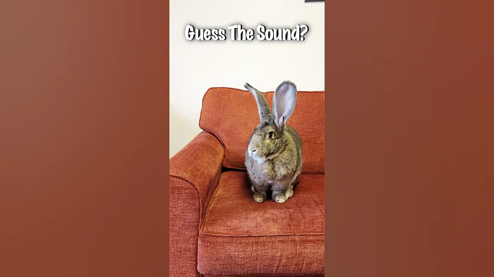 Flemish Giant Rabbit Recognises A Sound He's NEVER Heard Before