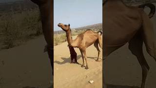 animals camel good rajasthani video #camel #trending #camel