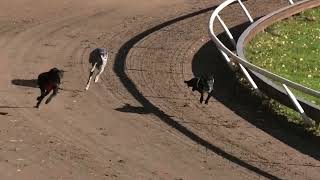 Tampere 8.10.2022 Lähtö 30: whippet yk, W-H Veteraanimestaruus 2022, 280 m by High Caliber racing whippets 140 views 1 year ago 40 seconds