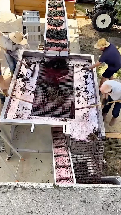 Hygienic? Visiting the grape fermentation production site #redgrape