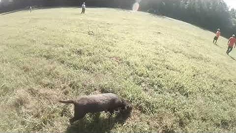 NAVHDA 8-8-20 Training Day Bird and Shot introduction