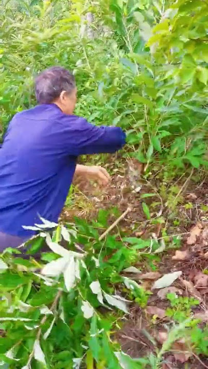 RT Hili0101011312 mini rotary tillage and ridging all-in one tree 🌲 short view