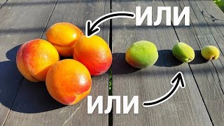 Если абрикос сбрасывает плоды летом: причины и способы исправить