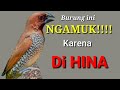 Emprit Gacor Ceplekan. Burung emprit jinak dan gacor