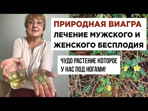 Природная виагра и лечение мужского и женского бесплодия. Чудо растение которое у нас под ногами