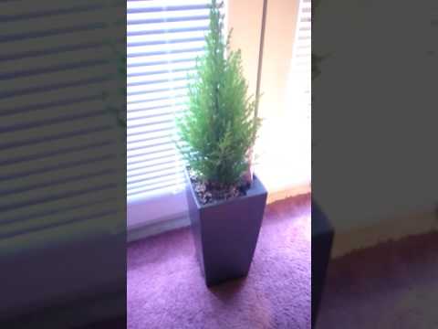 Cupressus in Lechuza Maxi Cubi 14