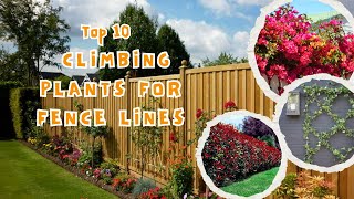 Top 10 Climbing Plants for Fence Lines | Fast Growing  Fence or Wall Plants