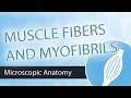 Skeletal Muscle Microscopic Anatomy-  Fibers and Fibrils