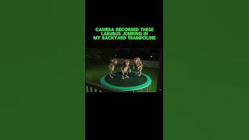 No One Prepared Me for Labubu Dolls Jumping Like This  #viralvideo #googleveo3 #trampoline #labubu