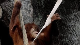 Baby Orangutan at the Zoo 4K - Mussorgsky - St. Louis Zoo @JamesDixsonPhotography