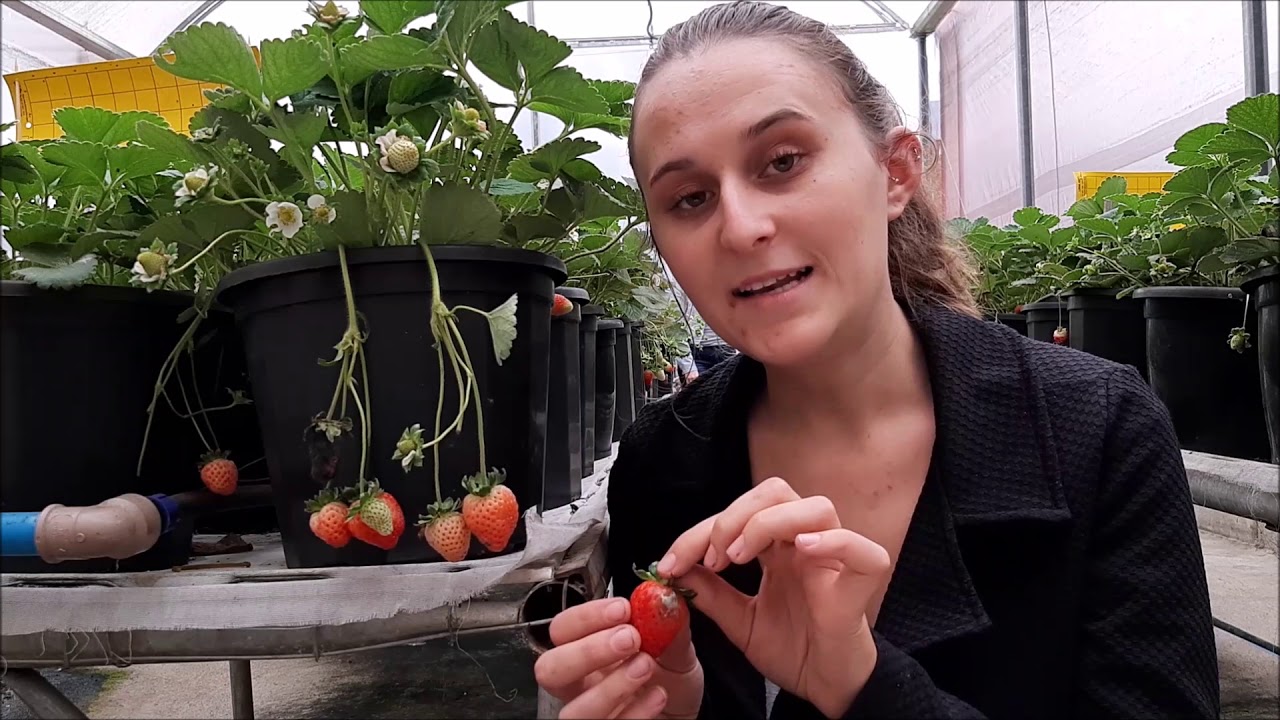 Doenças do morangueiro