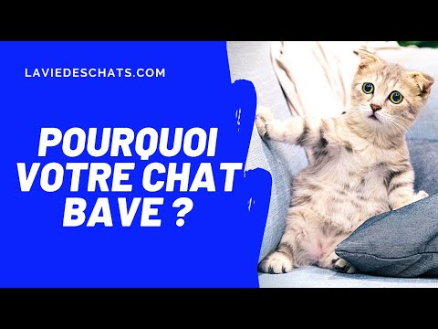 Vidéo: Pourquoi Mon Chat Bave-t-il ?