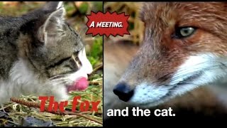 Как поссорилась кошка с лисой. Кот и лиса. Схватка. Лисы против котов. Как поссорилась кошка с лисой. Кот и лиса. Схватка. Лисы против котов.