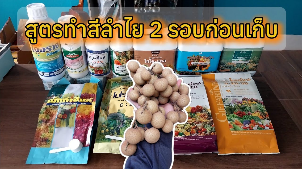 จัดสูตรทำสีลำไยแจ่มๆจากพี่ชาตรี ฉีดแค่ 2 วันรู้เรื่อง จัดตามนี้ได้เลย | สนใจ 0898809742