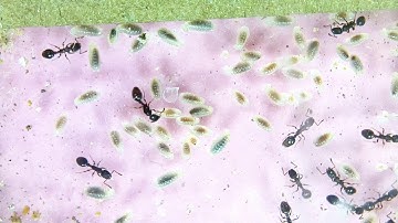 Temnothorax | Linksvayer Lab | ASU SIRG | 2025-12-08