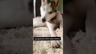 #домашниеживотные #dog #собака #recommended #fypシ