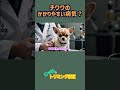 チワワのかかりやすい病気って? #shorts #トリミング #チワワ #歴史