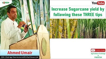 Tips to Increase Sugarcane Yield (Episode#01)