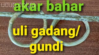 bahar uli gadang/gundi