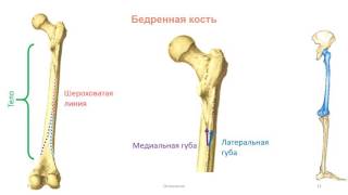 Кости нижней конечности