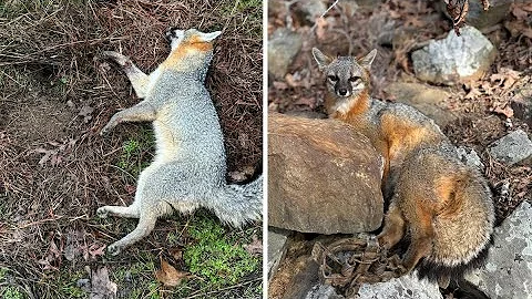 Fox trapping/How to trap grey fox