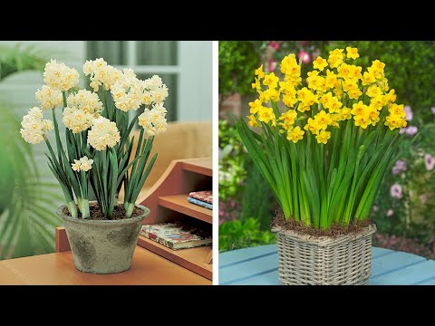 Video: Narcissus Plant Info - Jonquille, Narcissus En Narcis Bollen