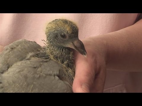 Video: How To Keep Pigeons
