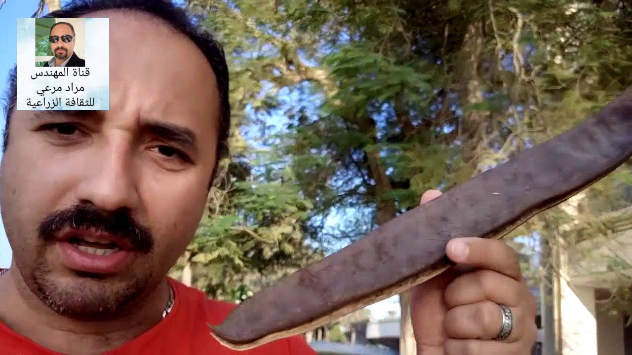 بونسيانا أجمل شجرة مزهرة طرق تكاثر وتسميد ورى Delonix regia حلقة 123