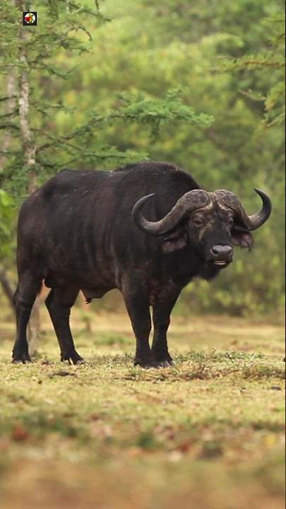 BUFFALO - Buffalo Sounds 🖤  (1)