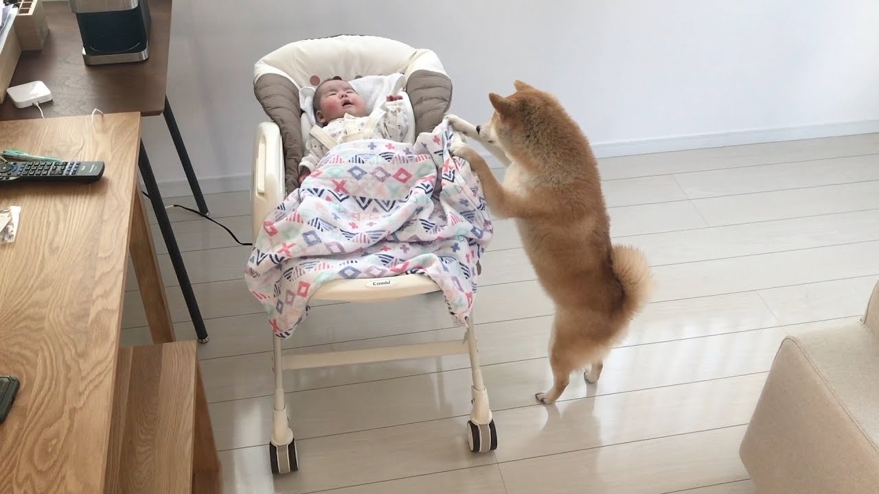 Concerned Shiba Inu Dog Comforts A Crying Baby