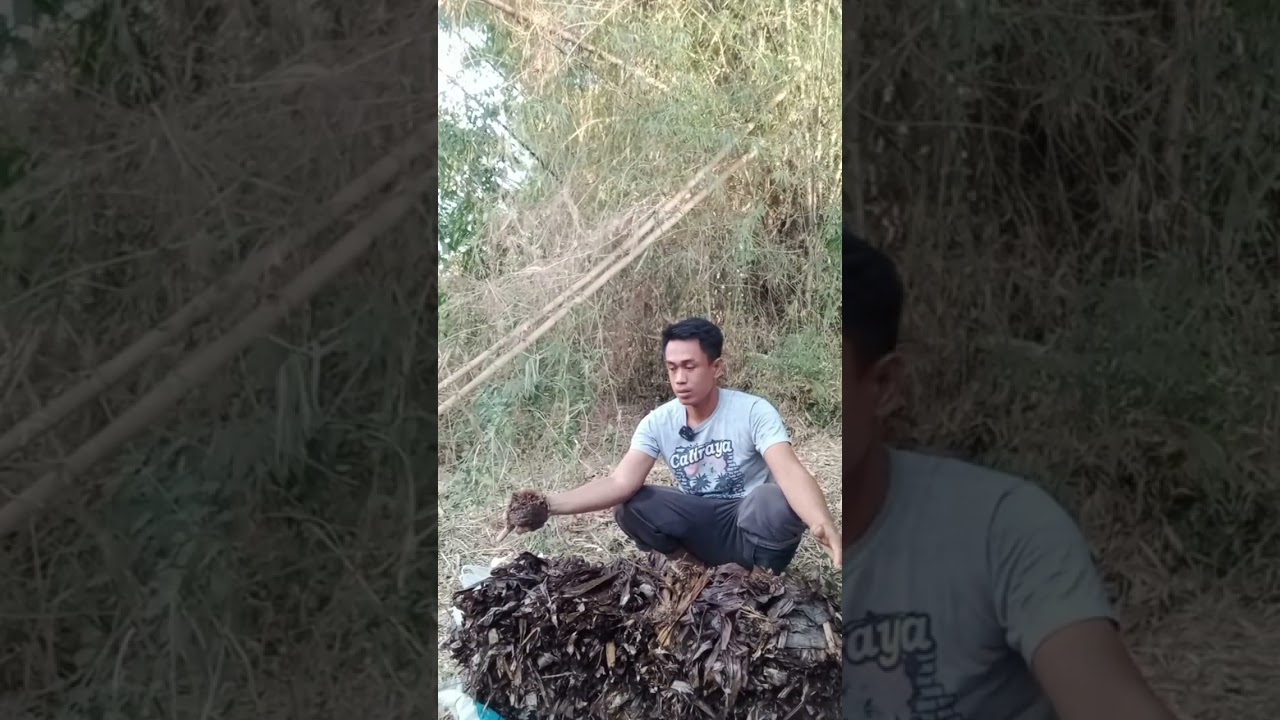 Paano magtanim ng Kabuteng saging 