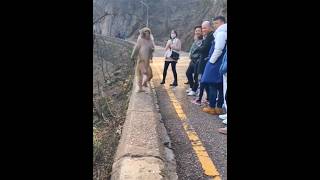This monkey walks 14 kilometers every day 🐒❤️🥹