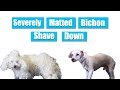 Severly Matted Bichon Shave Down