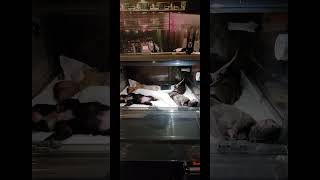 How Many Puppies can fit in a INCUBATOR ? 3 Day Old Puppies In Incubator #breeder #welping #newborn by Cute Frenchie Puppies  16 views 1 year ago 1 minute, 1 second