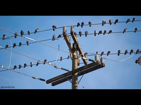 ПОЧЕМУ ПТИЦ, КОТОРЫЕ СИДЯТ НА ЛИНИЯХ ЭЛЕКТРОПЕРЕДАЧ, НЕ БЬЕТ ТОКОМ...