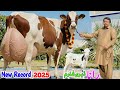 Rana Dairy Farm | Biggest HF Cow | Biggest  Cow for Sale in Punjab | Big Red  Friesian Cow 